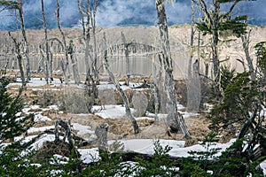 The silent forest: winte\'s touch in Argentine wilderness photo